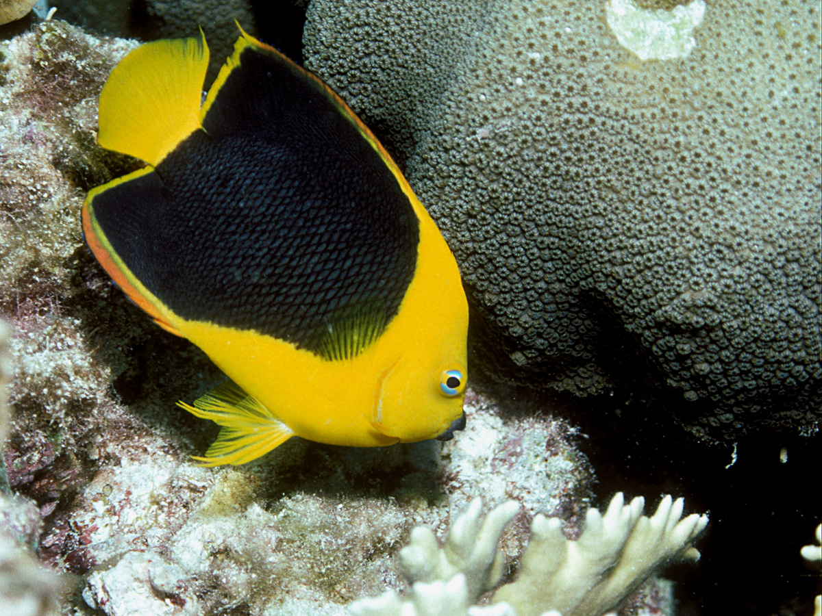 Holacanthus tricolor (Pesce angelo tricolore)